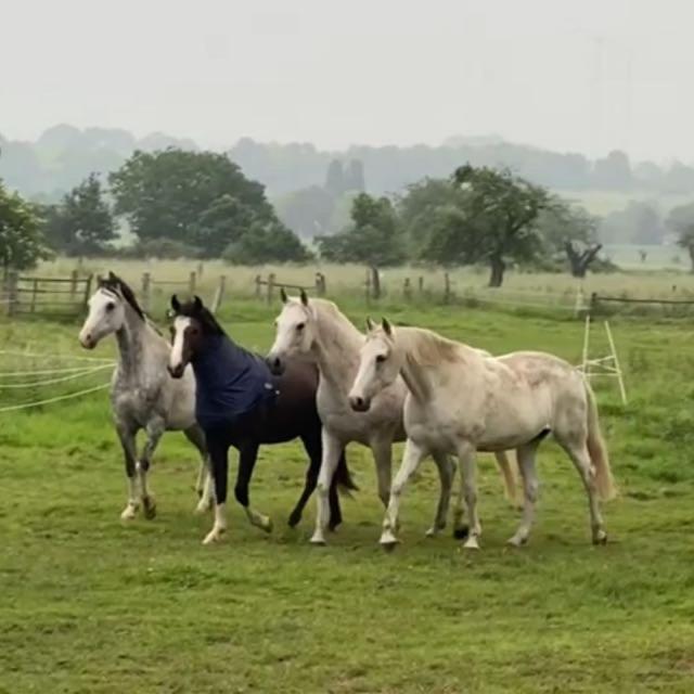 Gaestehaus White Horse Diedersen Coppenbrugge Экстерьер фото